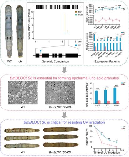 Dysfunction of a lepidopteran conserved gene, BmBLOC1S6, causes a translucent larval integument in the silkworm, Bombyx mori