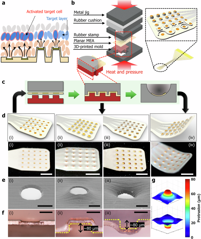 Microelectrothermoforming (μETF): one-step versatile 3D shaping of flexible microelectronics for enhanced neural interfaces