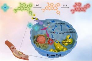 A novel multifunctional fluorescent probe for imaging the regulatory effects of pregnane X receptor on ferroptosis and carboxylesterase in atherosclerosis