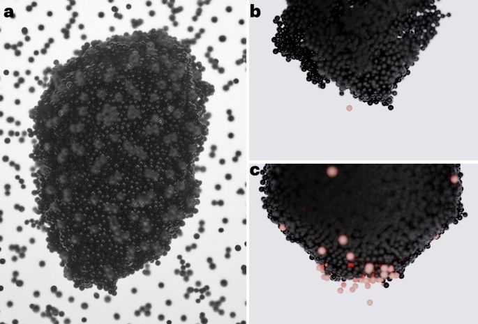 The growth of super-large pre-planetary pebbles to an impact erosion limit