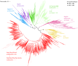 The Asgard archaeal origins of Arf family GTPases involved in eukaryotic organelle dynamics