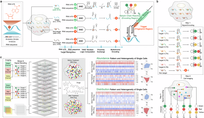 Multichrome encoding-based multiplexed, spatially resolved imaging reveals single-cell RNA epigenetic modifications heterogeneity