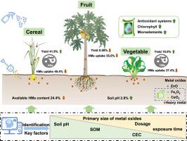 Efficiency of metal oxides in reducing heavy metal uptake in typical crops: A machine learning-assisted meta-analysis