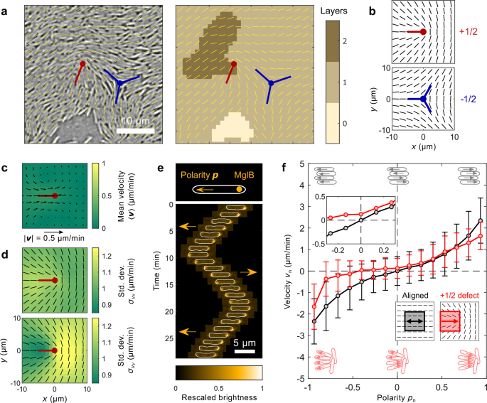 Local polar order controls mechanical stress and triggers layer formation in Myxococcus xanthus colonies