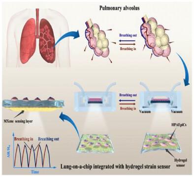 Hydrogel Strain Sensors for Integrating Into Dynamic Organ-on-a-Chip