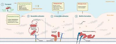 Unlocking Probiotic Potential: Physicochemical Approaches to Evaluate Probiotic Bacterial Adhesion Potential to the Intestinal Tract