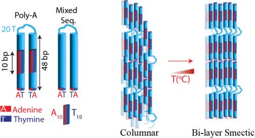 Sequence-Dependent Liquid Crystalline Ordering of Gapped DNA