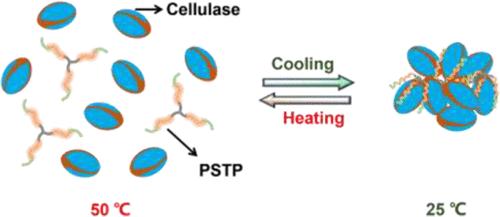 Construction of Bifunctional UCST-Responsive Claw-Shaped Cellulase Traps for Enzyme-Recyclable Lignocellulosic Hydrolysis