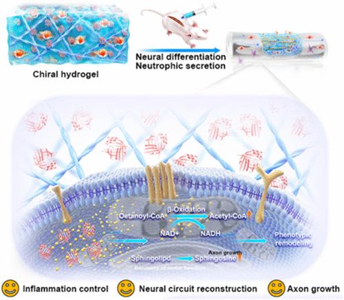 Metabolic Reprogramming of Neural Stem Cells by Chiral Nanofiber for Spinal Cord Injury