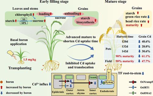 Boron’s Role in Diminishing Cadmium Concentrations in Rice (Oryza sativa L.): Insights into Absorption Inhibition and Ripening Promotion
