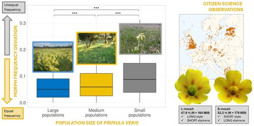 A pan-European citizen science study shows population size, climate and land use are related to biased morph ratios in the heterostylous plant Primula veris