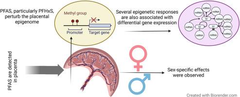 Placental PFAS concentrations are associated with perturbations of placental DNA methylation