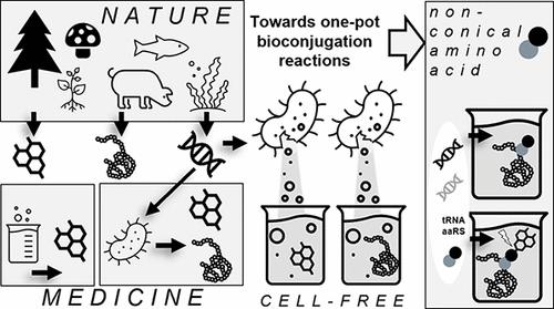 Beyond In Vivo, Pharmaceutical Molecule Production in Cell-Free Systems and the Use of Noncanonical Amino Acids Therein