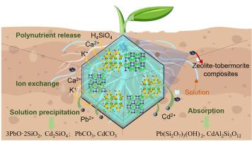 Lead/Cadmium Impacts on Zeolite-Tobermorite: Nutrient Release and Sediment Stability