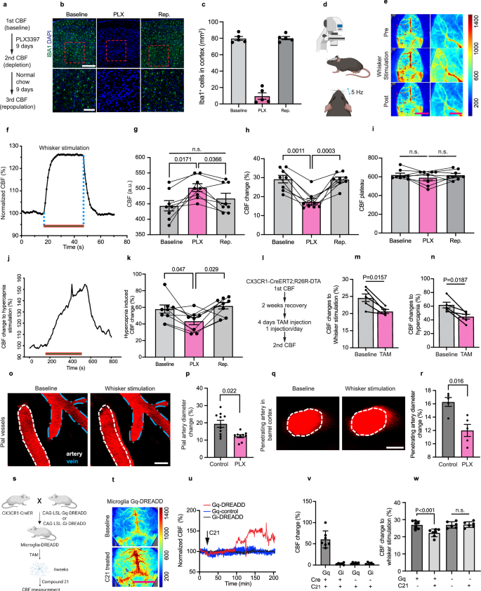 Microglia modulate the cerebrovascular reactivity through ectonucleotidase CD39