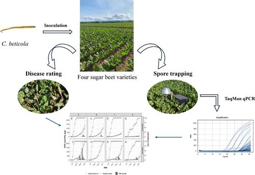 Effect of sugar beet variety resistance on the disease epidemiology of Cercospora beticola