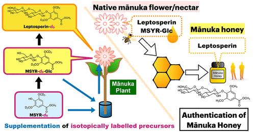 Methyl Syringate Monoglucoside Is a Crucial Intermediate in Leptosperin Biosynthesis in Leptospermum scoparium (ma̅nuka)