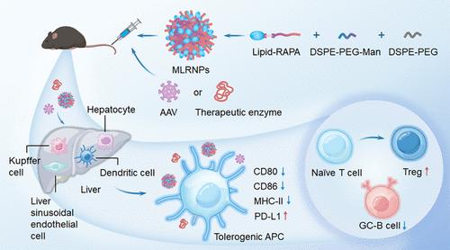 Lipid-Rapamycin Nanovaccines Overcome the Antidrug Antibody Barrier in Biologic Therapies