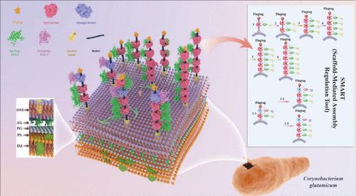 Programmable Scaffold-Mediated Assembly Regulation Tool for Dynamic Control of a Multienzyme Biocatalyst