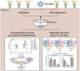Effects of polylactic acid microplastics on dissolved organic matter across soil types: Insights into molecular composition