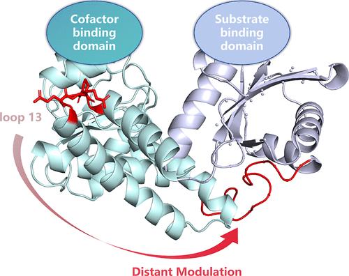 Semirational Engineering of a Distal Loop Region to Enhance the Catalytic Activity and Stability of Leucine Dehydrogenase