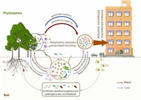 Urban soils immobilize harmful microbes and antibiotic resistance genes