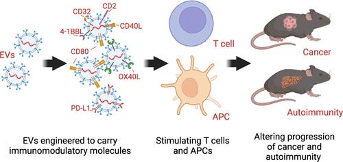 Engineered Immunomodulatory Extracellular Vesicles from Epithelial Cells with the Capacity for Stimulation of Innate and Adaptive Immunity in Cancer and Autoimmunity