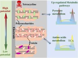 Electroactive biofilms alter the EPS structure and metabolic pathways to sense potential and tetracycline