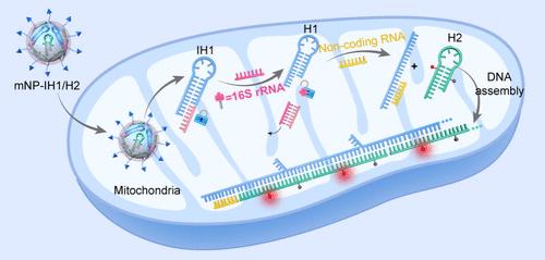 Spatioselective Imaging of Noncoding RNAs in Mitochondria via an Organelle-Specific DNA Assembly Strategy