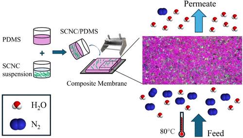 Silylated CNC/PDMS Composite Membranes with Improved Selectivity for H2O/Air Separation at Elevated Temperatures