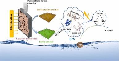 Electrochemical enhancement of the accumulation of photosensitive components in Anoxygenic Phototrophic Bacteria extracellular：a new insight into the preparation of degradable microbial photosensitizer for water treatment