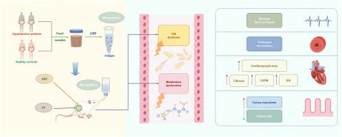The influence of microplastics on hypertension-associated cardiovascular injury via the modulation of gut microbiota