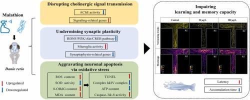Exposure to malathion impairs learning and memory of zebrafish by disrupting cholinergic signal transmission, undermining synaptic plasticity, and aggravating neuronal apoptosis
