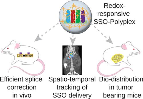 Accelerated Endosomal Escape of Splice-Switching Oligonucleotides Enables Efficient Hepatic Splice Correction