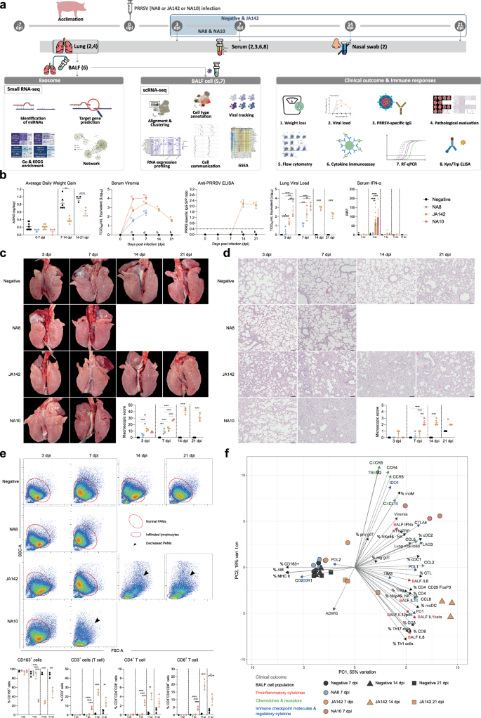 Single-cell transcriptomics of bronchoalveolar lavage during PRRSV infection with different virulence