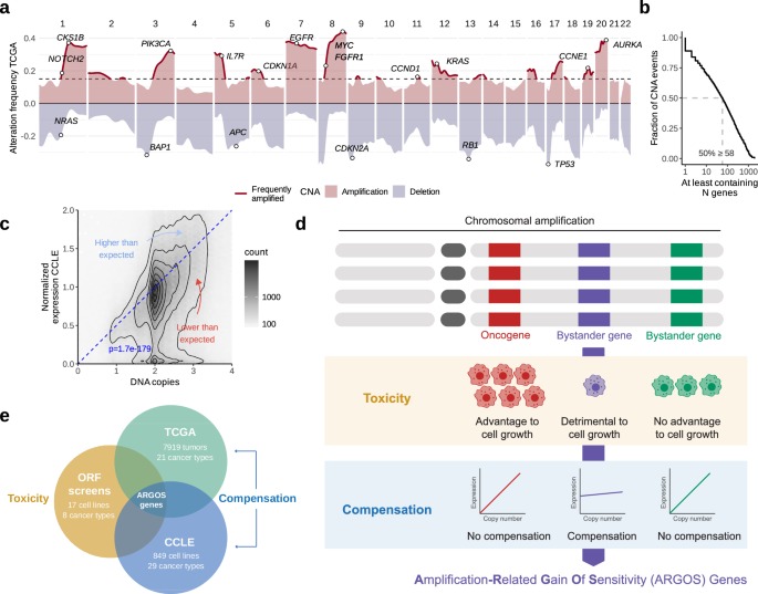 A compendium of Amplification-Related Gain Of Sensitivity genes in human cancer