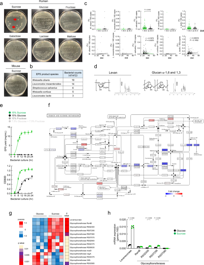 Sucrose-preferring gut microbes prevent host obesity by producing exopolysaccharides