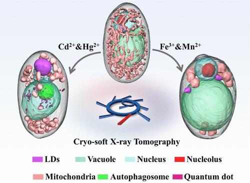 Near-Native Imaging of Metal Ion-Initiated Cell State Transition