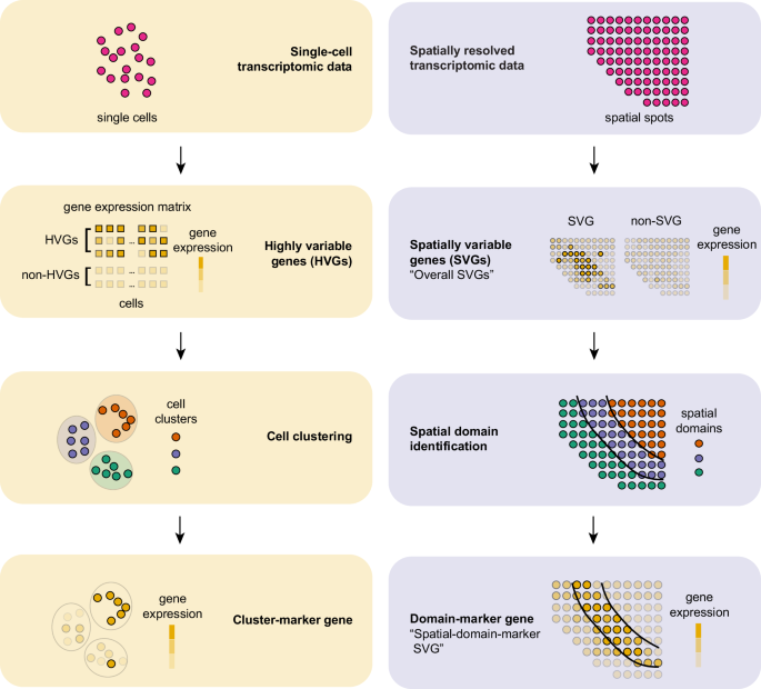 Categorization of 34 computational methods to detect spatially variable genes from spatially resolved transcriptomics data