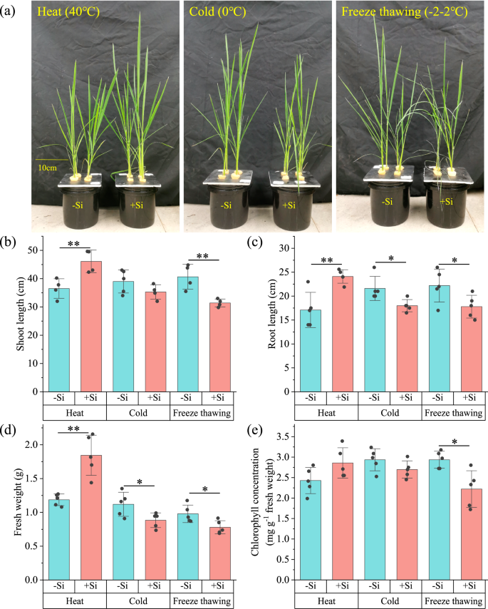 Convergent evidence for the temperature-dependent emergence of silicification in terrestrial plants