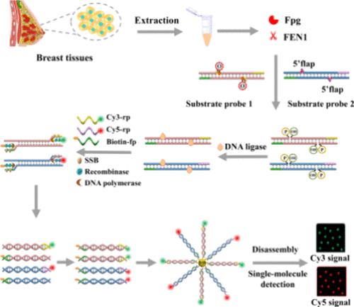Construction of a Multiple Cyclic Ligation-Promoted Exponential Recombinase Polymerase Amplification Platform for Sensitive and Simultaneous Monitoring of Cancer Biomarkers Fpg and FEN1