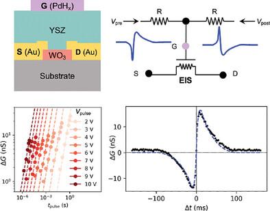 Nonlinear Ion Dynamics Enable Spike Timing Dependent Plasticity of Electrochemical Ionic Synapses