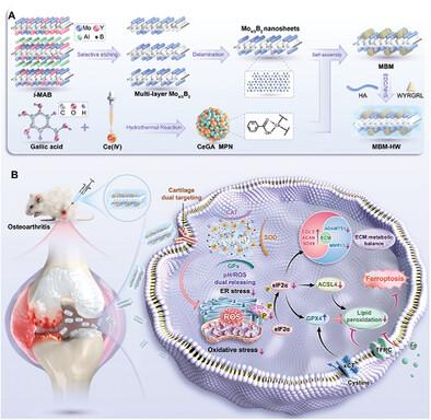 Bioengineered Versatile Heterojunctions as Stress Busters Targeting Matrix Degradation and Ferroptosis for Osteoarthritis Therapy