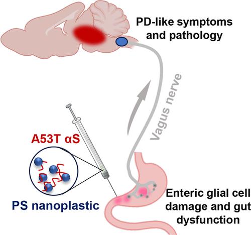 Polystyrene Nanoplastics Hitch-Hike the Gut–Brain Axis to Exacerbate Parkinson’s Pathology