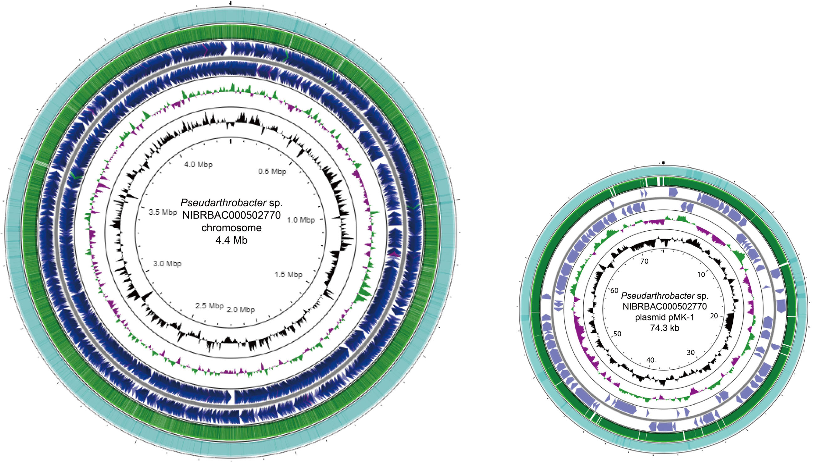 Complete genome sequence of Pseudarthrobacter sp. NIBRBAC000502770 from coal mine of Hongcheon on Republic of Korea.