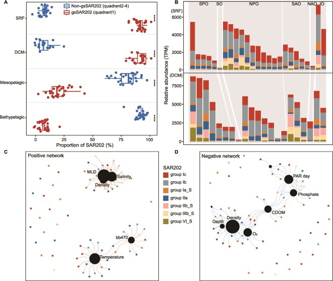 Genome-streamlined SAR202 bacteria are widely present and active in the euphotic ocean.