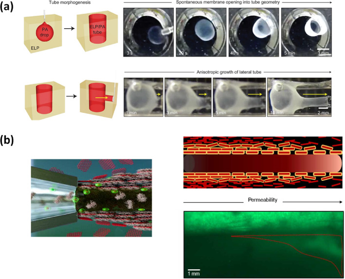 Spontaneous Self-Organized Order Emerging From Intrinsically Disordered Protein Polymers.