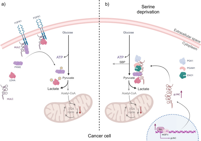 RNA-binding proteins as versatile metabolic regulators.