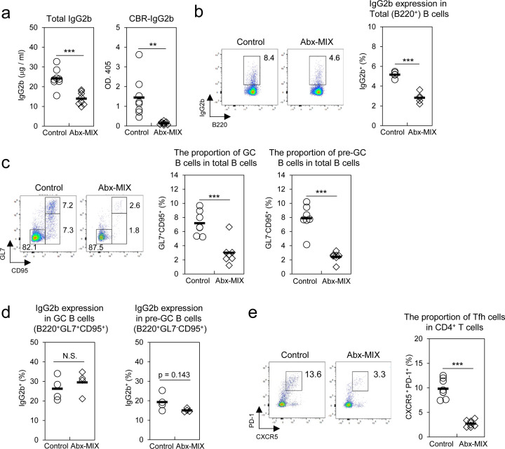The constitutive presence of commensal bacteria contributes to the abundance of cecal IgG2b<sup>+</sup> B cells and the supply of serum IgG2b reactive to commensal bacteria in adult mice.