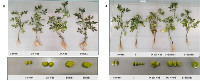 Foliar application of nano biochar solution elevates tomato productivity by counteracting the effect of salt stress insights into morphological physiological and biochemical indices.